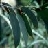 ЕО Евкаліпту