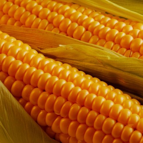 Олія Кукурудзяних зародків